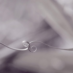 Shutterstock 469959350 B